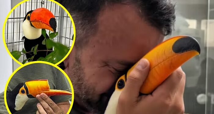 Un tucán herido en su pico volvió a comer gracias a una prótesis 3D