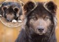 El Wolfdog es un hìbrido entre lobo y perro, por eso su apariencia es muy similar