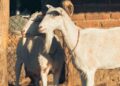 La leche de cabra es biològicamente, casi idèntica, a la de la madre
