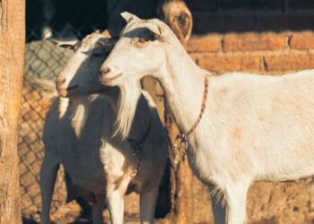 La leche de cabra es biològicamente, casi idèntica, a la de la madre