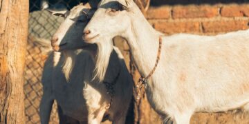 La leche de cabra es biològicamente, casi idèntica, a la de la madre