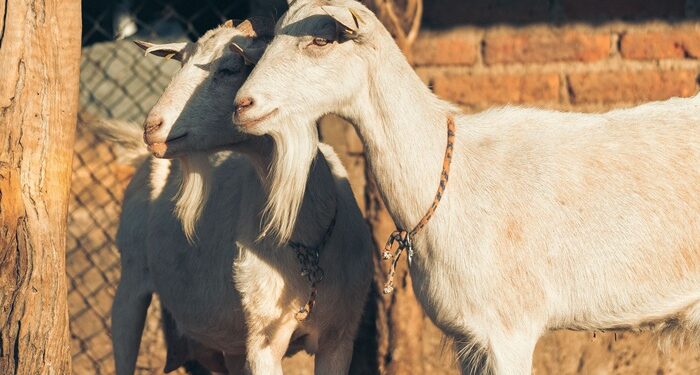 La leche de cabra es biològicamente, casi idèntica, a la de la madre
