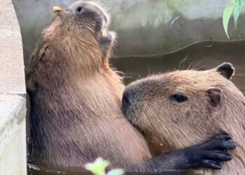 La familia de capibaras del Zoológico de Edimburgo podría estar a punto de recibir a un nuevo integrante