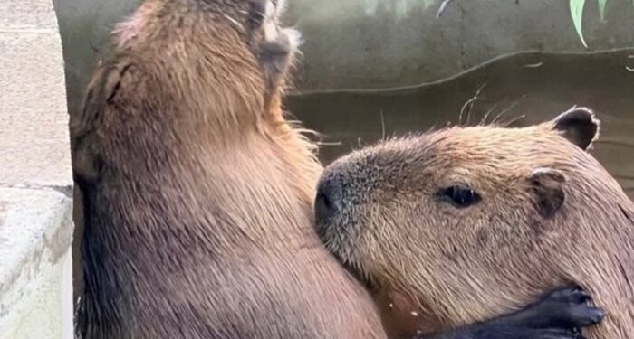 La familia de capibaras del Zoológico de Edimburgo podría estar a punto de recibir a un nuevo integrante