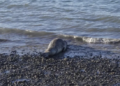 Visita inesperada en la Patagonia: una foca leopardo sorprende en la costa y alerta a Río Gallegos