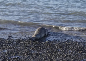 Visita inesperada en la Patagonia: una foca leopardo sorprende en la costa y alerta a Río Gallegos