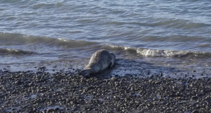 Visita inesperada en la Patagonia: una foca leopardo sorprende en la costa y alerta a Río Gallegos