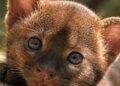 Parece un gato pero es uno de los felinos màs complejos de encontrar: el Jaguarundì