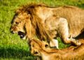 La leona exige aparearse hasta 40 veces al dìa, y si el macho no soporta el training, se busca otro
