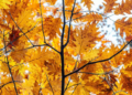 Se despide el verano y llega el equinoccio de otoño al hemisferio norte