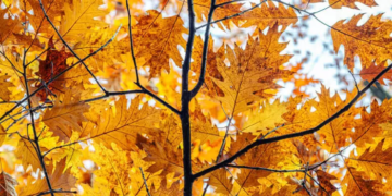 Se despide el verano y llega el equinoccio de otoño al hemisferio norte