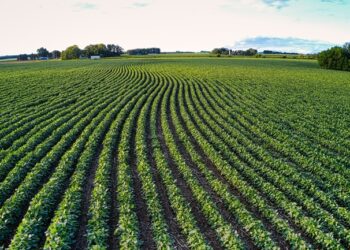 El USDA enfría las apuestas alcistas y pone a los granos frente a un escenario de mayor presión