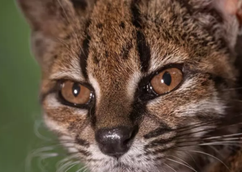 Descubren una nueva especie de pequeño felino salvaje en Bolivia