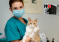 Proponen crear guardias veterinarias municipales para atender emergencias