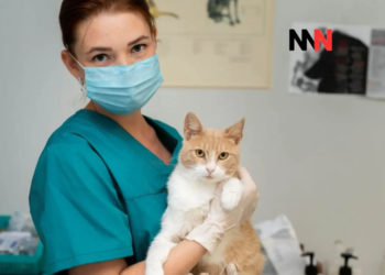 Proponen crear guardias veterinarias municipales para atender emergencias