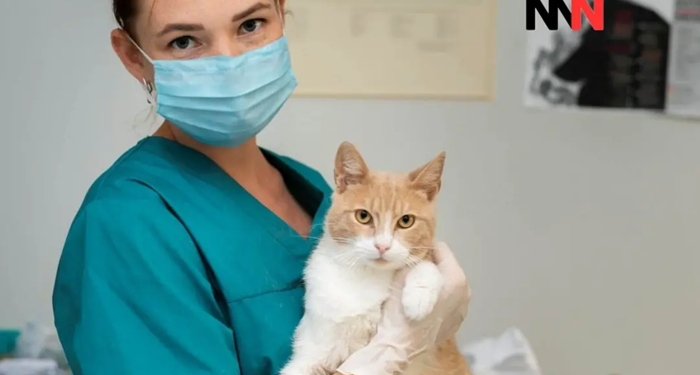 Proponen crear guardias veterinarias municipales para atender emergencias