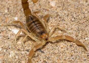Alertan por la aparición de alacranes ante las inundaciones provocadas por la corriente de «El Niño»