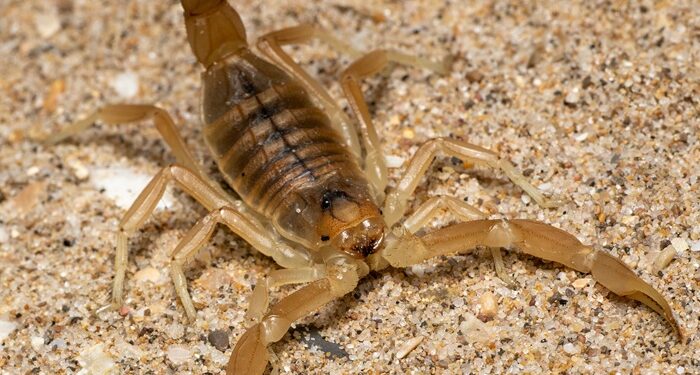 Alertan por la aparición de alacranes ante las inundaciones provocadas por la corriente de «El Niño»