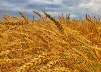 El maíz lleva vendido el 65% de la producción y la soja, el 50%, en un mercado internacional bajista