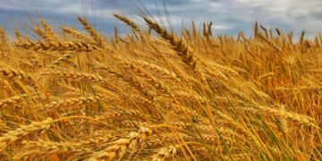 El maíz lleva vendido el 65% de la producción y la soja, el 50%, en un mercado internacional bajista