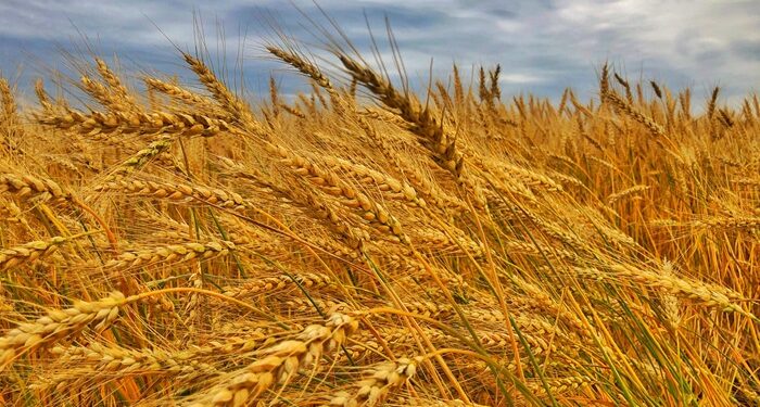 El maíz lleva vendido el 65% de la producción y la soja, el 50%, en un mercado internacional bajista